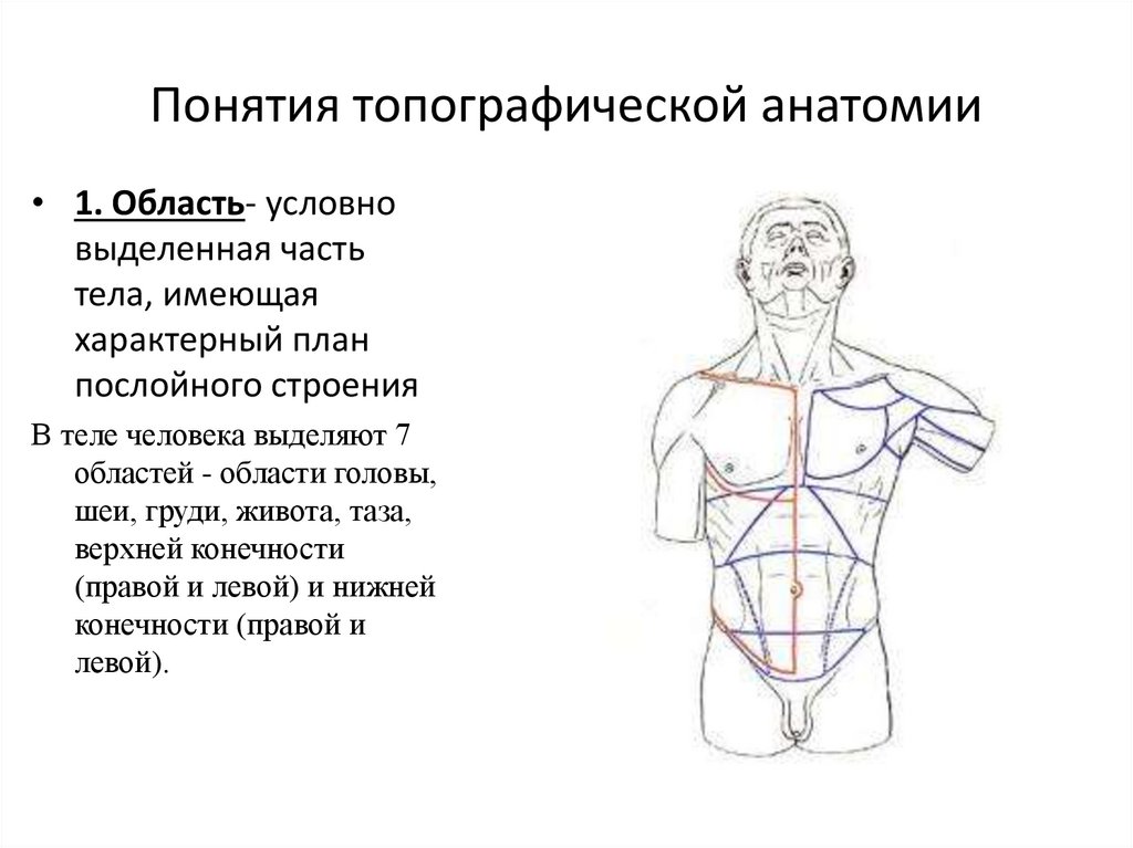 Топографическая анатомия это