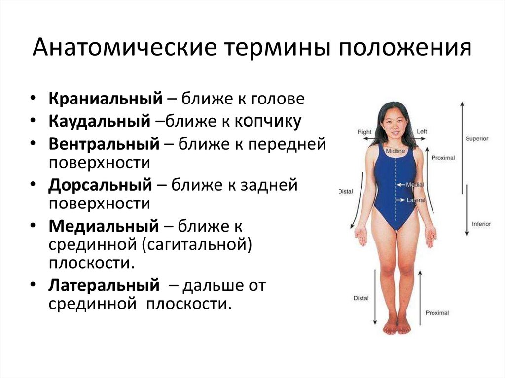Какие позиции есть у человека. Анатомические термины. Направления в анатомии человека. Анатомические термины положения. Анатомическая терминологи.
