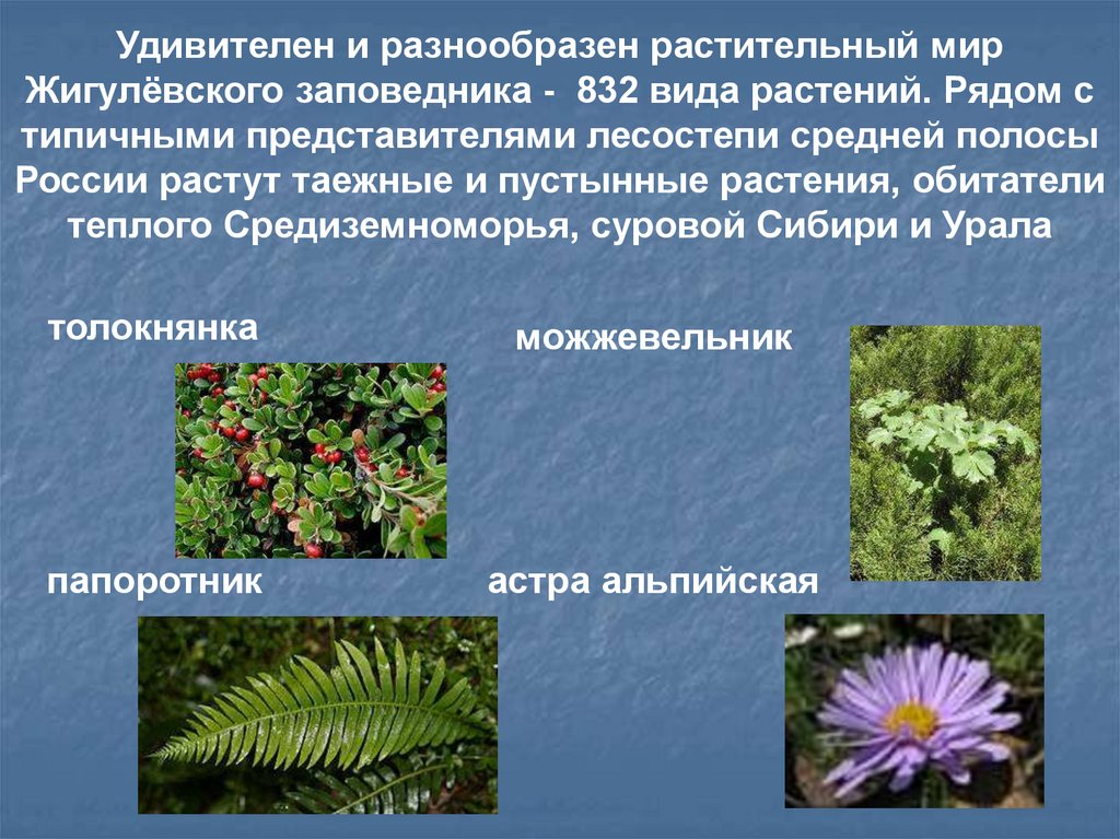 Какие растения появились раньше. Растительный мир Жигулевского заповедника. Растения Жигулевского заповедника. Растения Жигулевского заповедника Самарской области.