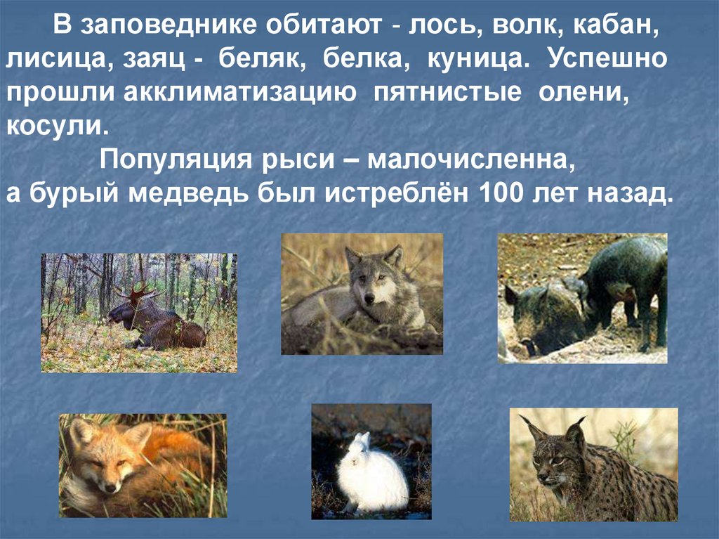 Какие виды обитают. Животные Жигулевского заповедника Самарской области. Какие животные живут в Жигулевском заповеднике. Жигулёвский заповедник животные редкие. Животныежигулевсого заповедкника.