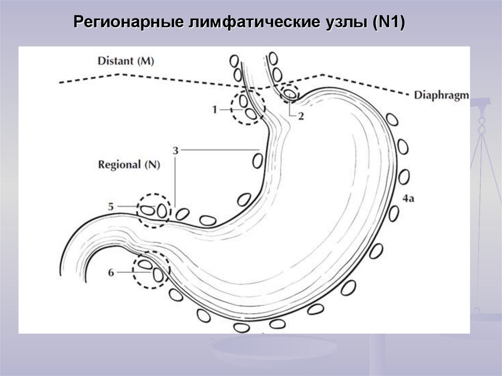 Лимфатические узлы желудка схема