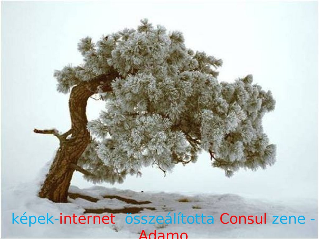 képek-internet összeálította Consul zene - Adamo