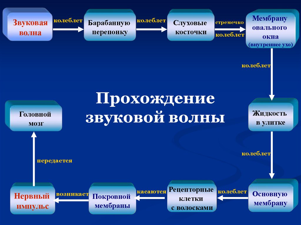 Механизм передачи звука. Схема прохождения сигнала слухового анализатора. Как проходит звук в слуховом анализаторе. Последовательность передачи в слуховом анализаторе. Схема прохождения звуковой волны через органы слуха.