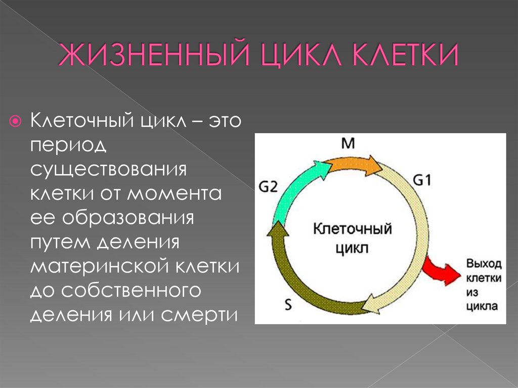 В какой период клеточного цикла удваивается днк. Жизненный цикл клетки g1. Фазы клеточного цикла рисунок. Стадии жизненного цикла клетки. Митоз. Стадии клеточного цикла растительной клетки.