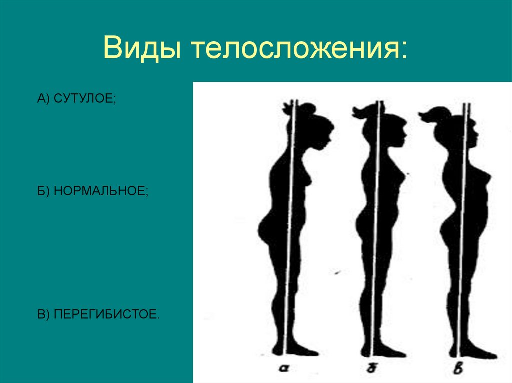 Виды телосложения: