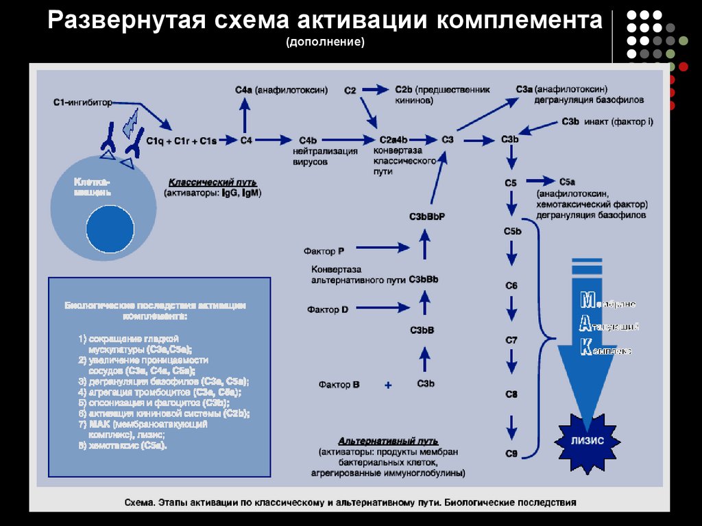 Схема активация комплемента