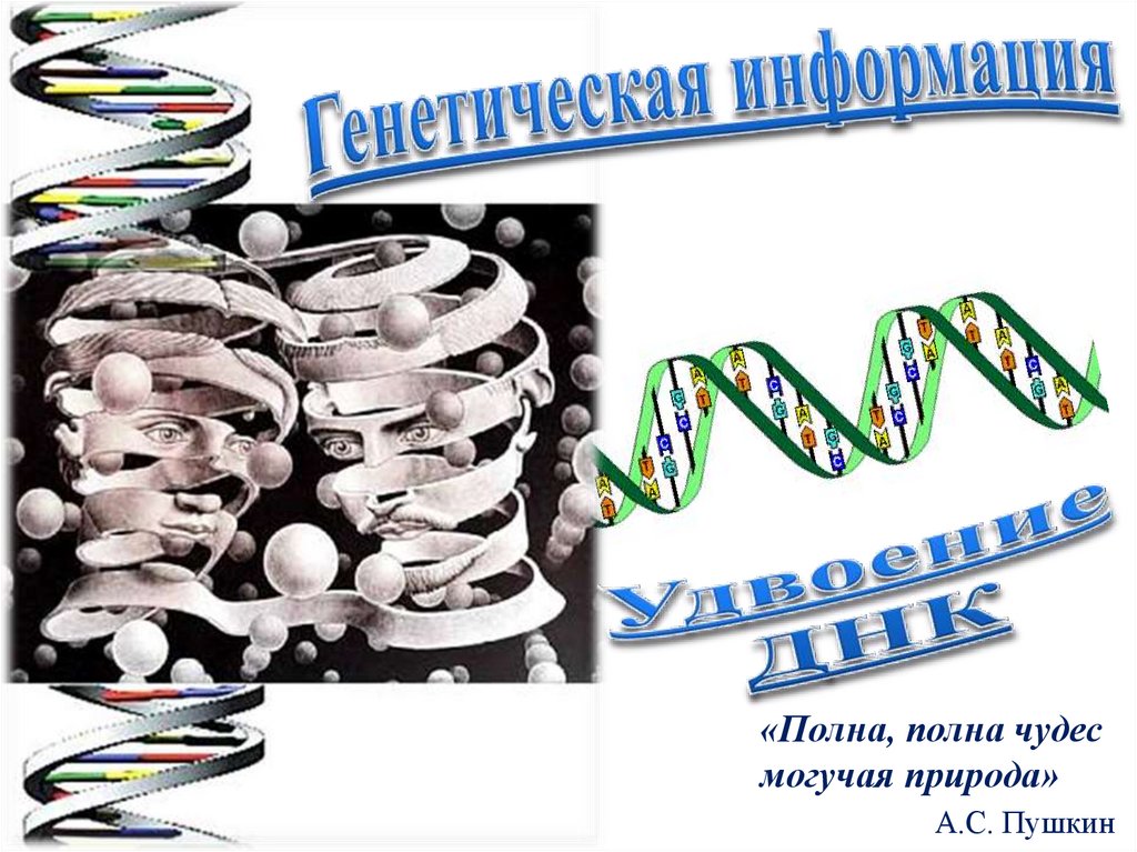 Набор генетики. Удвоение генетического материала. ДНК для презентации. Генетическая информация.