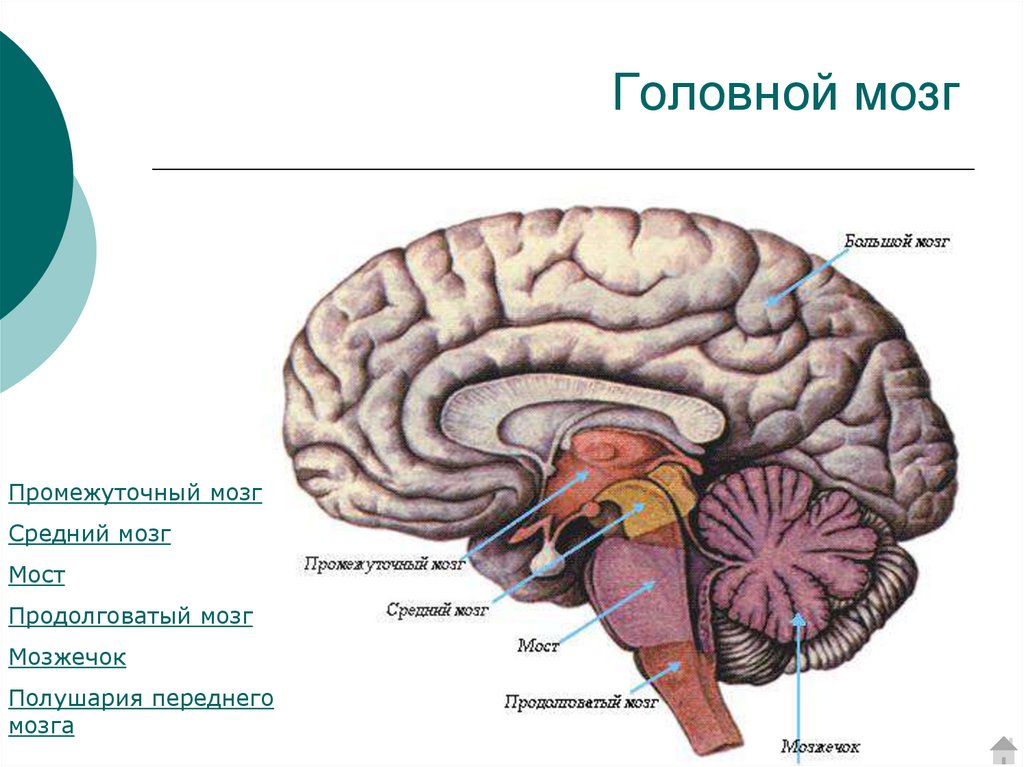 Мост и мозжечок строение. Продолговатый мозг,мост,средний мозг, мозжечок,промежуточный. Строение головного мозга ствол мозжечок. Продолговатый мозг мост и мозжечок. Отделы ствола продолговатый мозг мозжечок мост.