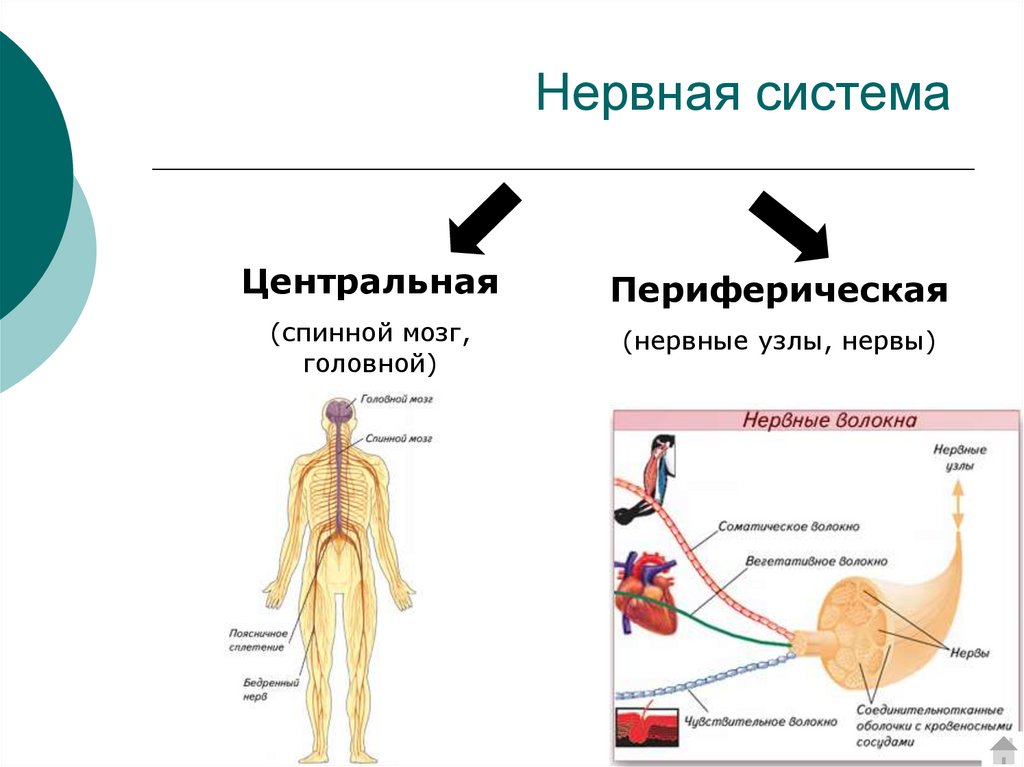 Центр периферическая нервной системы. Периферическая нервная система головного мозга. Нервная система человека схема периферическая. Wtynhfkmyfzнервная система человека. Узлы периферической нервной системы.