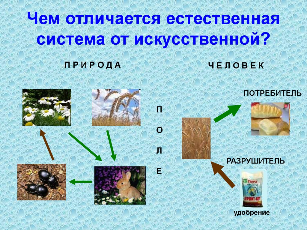 Чем отличается естественная система от искусственной?