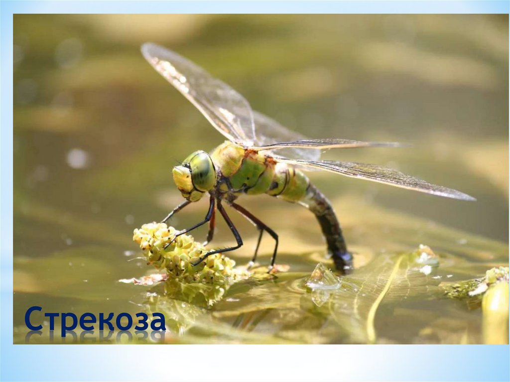 Стрекоза