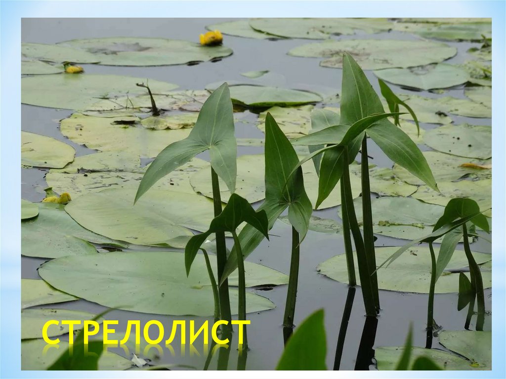 СТРЕЛОЛИСТ