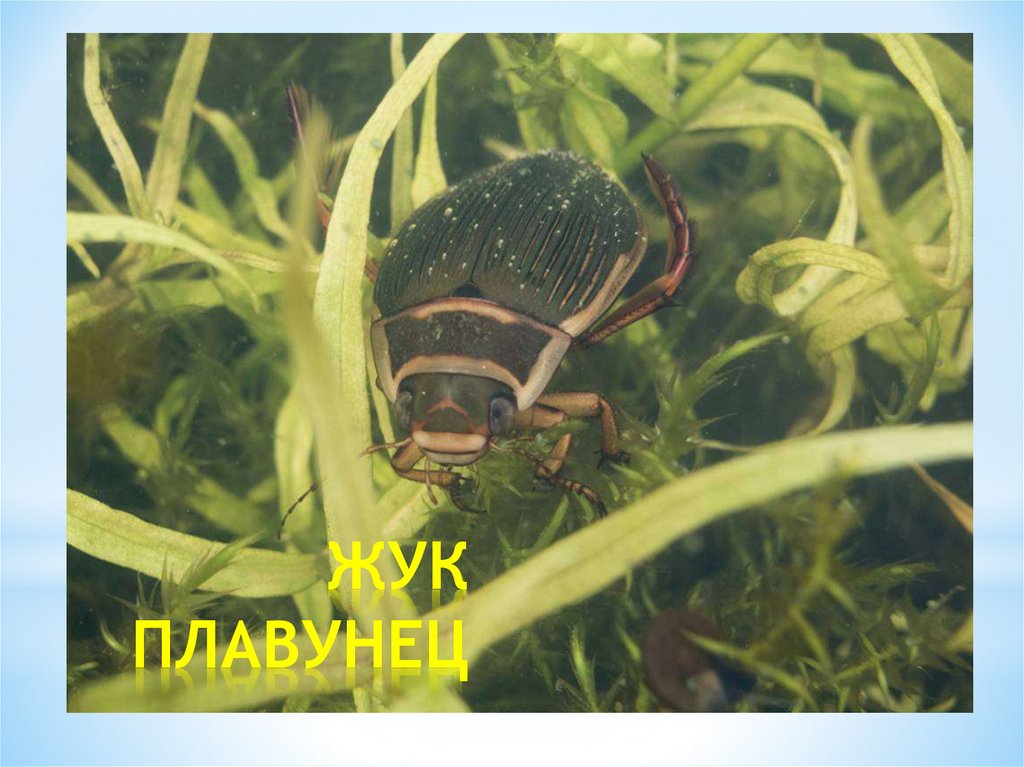 ЖУК ПЛАВУНЕЦ