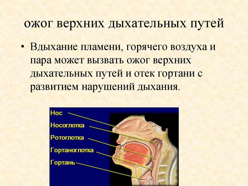 Ожог ротоглотки пищевода и желудка. Ожоги слизистой дыхательных путей. Химический ожог носоглотки. Повреждения верхних дыхательных путей.