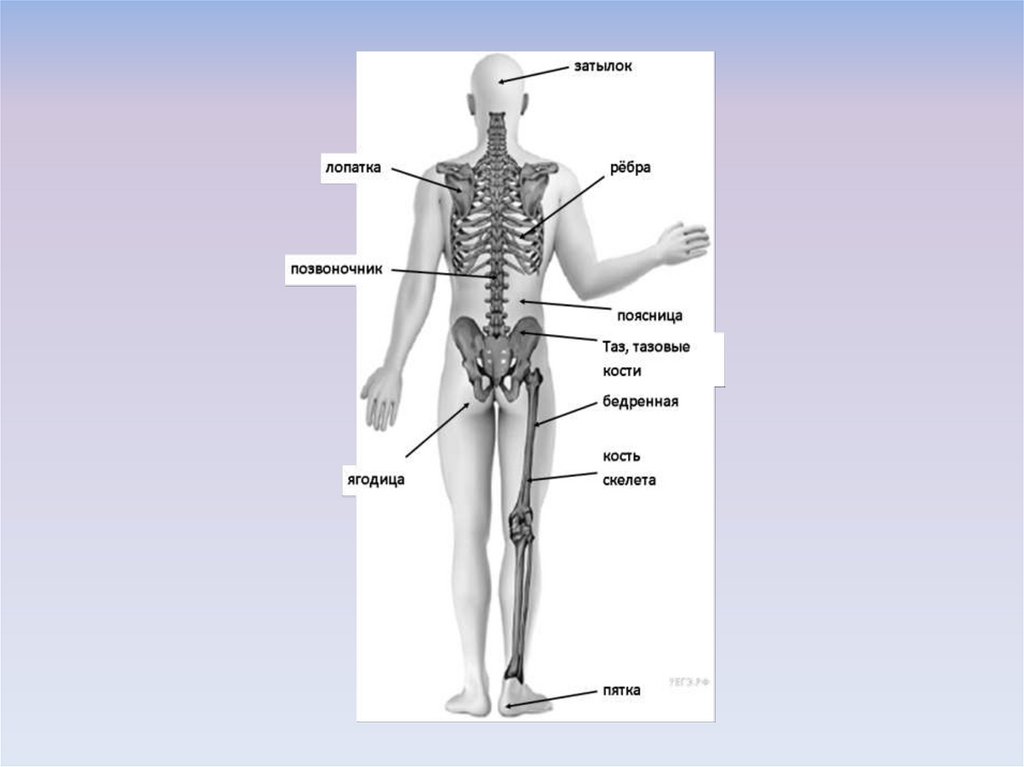 Анатомия человека впр. Строение человека ВПР. Части тела человека ВПР. Строение человека подготовка к ВПР. Части тела человека ВПР 4 класс.