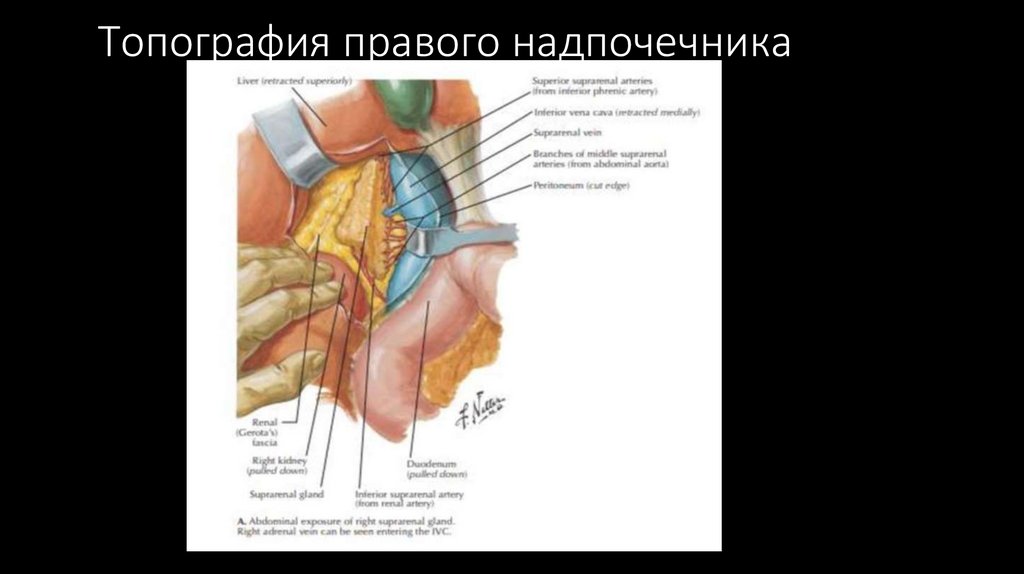 Топография правого надпочечника