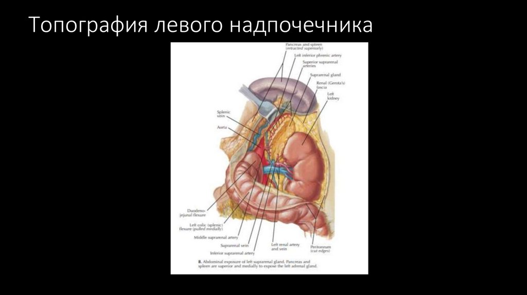 Топография левого надпочечника