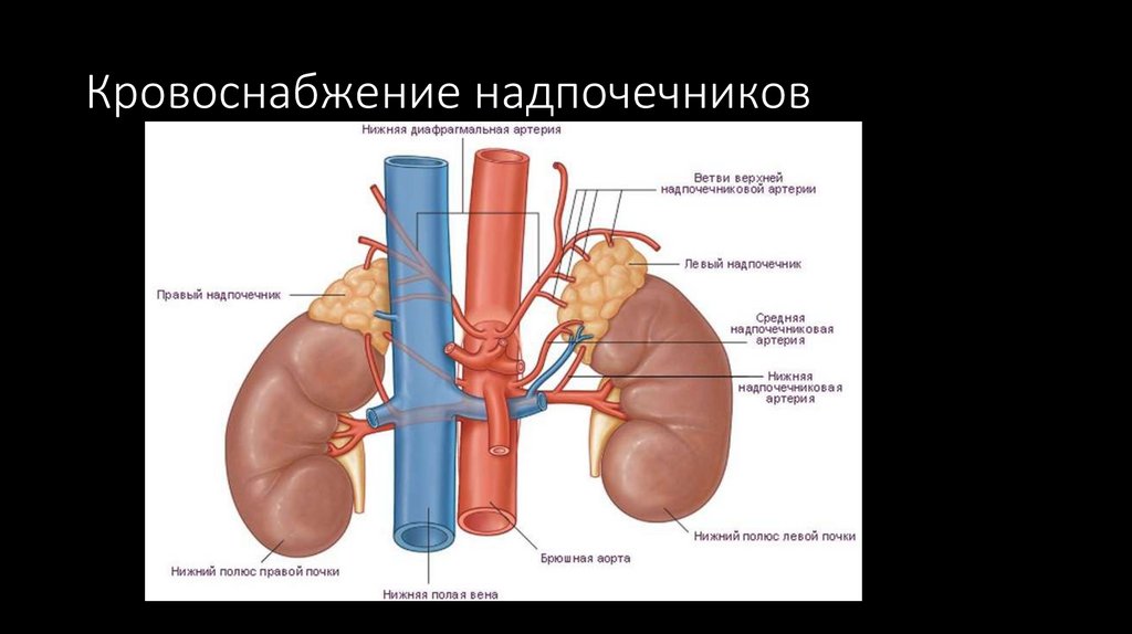 Левый надпочечник