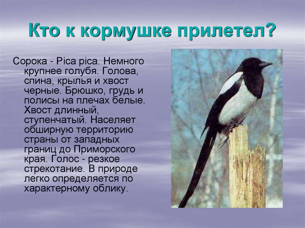 По виду лет сорока. Описание сороки. Сорока краткое описание. Сорока описание птицы. Доклад про сороку.