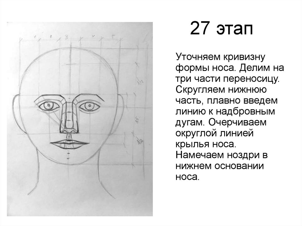Длина лба. Пропорции головы человека. Схема головы человека. Схема пропорций головы человека. Пропорции лица человека схема.