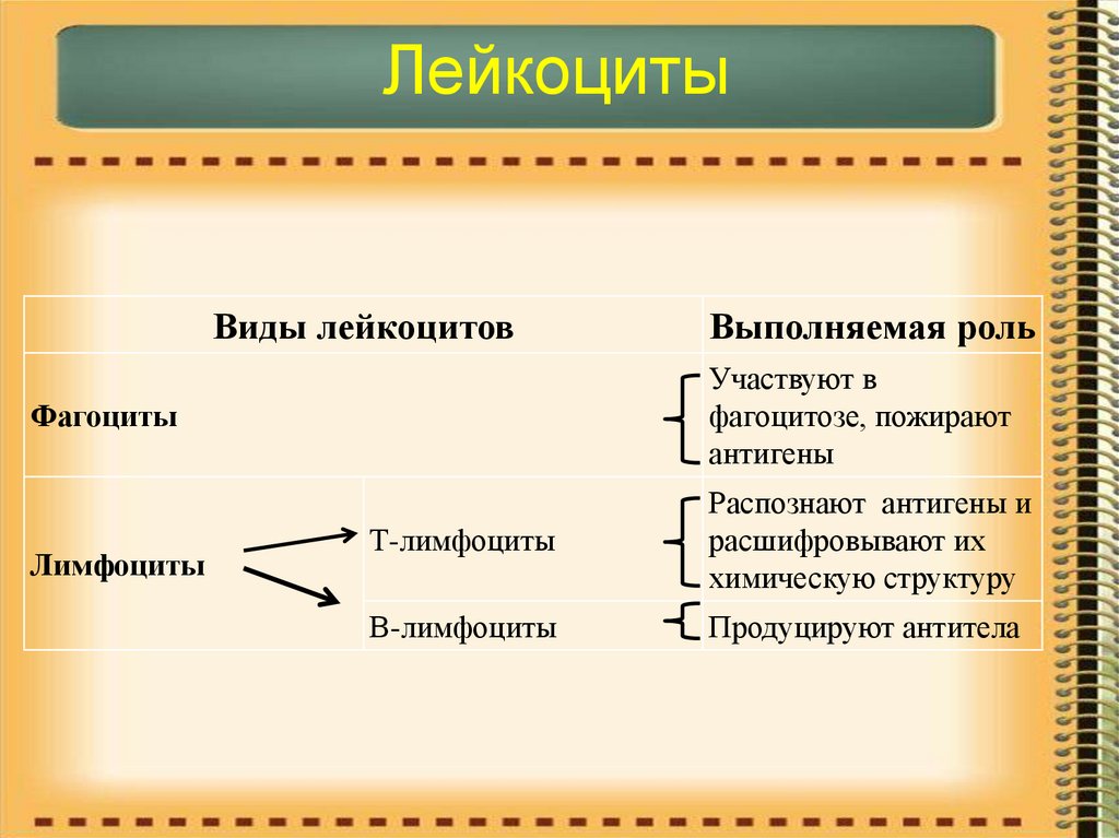 К внутренней системе организма относятся