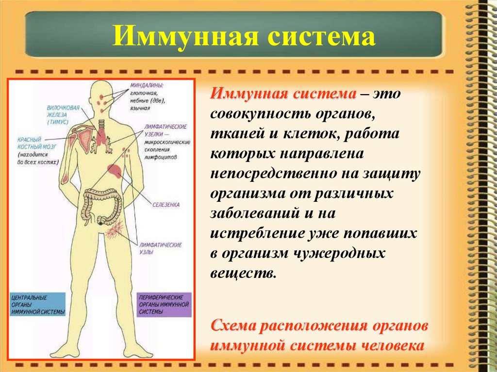 Иммунный центр. Иммунная система организма человека. Имуннаясистема человека. Органы иммунной системы человека. Иммунная системаловека.