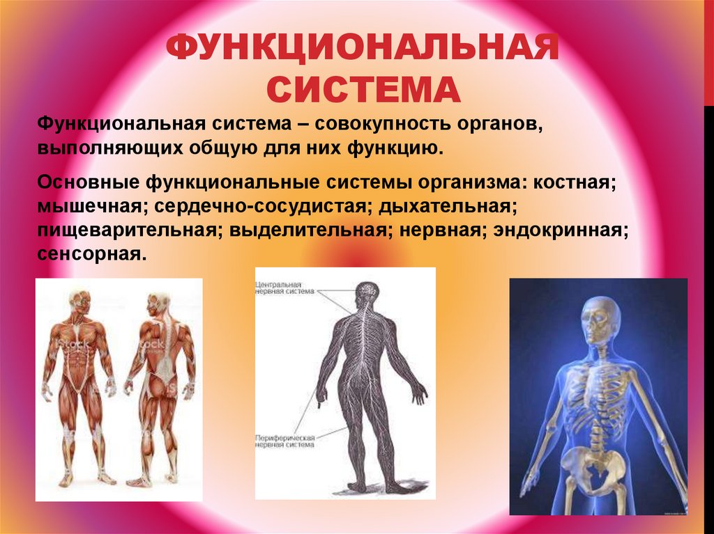 Костная система выполняет в организме функцию. Функциональные системы организма. Основные функциональные системы организма. Функциональная система органов. Функциональные системы организма это совокупность органов.