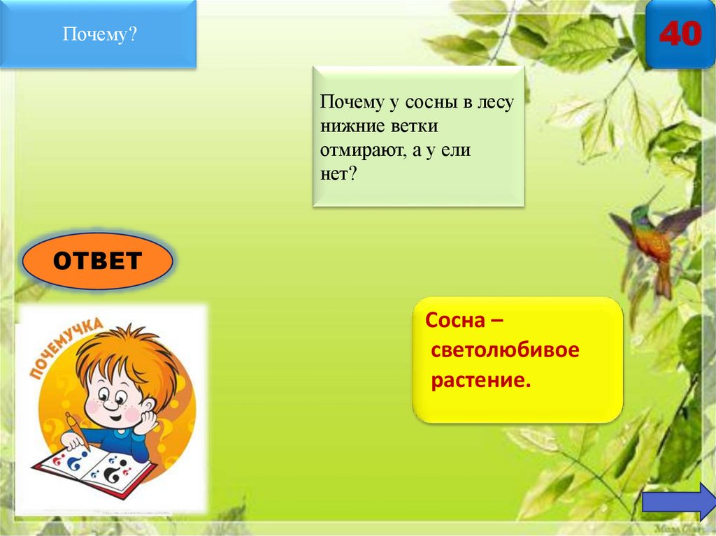 На нижней ветке. Лес зачем отчего почему. Почему нельзя трогать яйца птиц. Почему в лесу нижние ветки у сосны отмирают а у ели нет. Почему в лесу нижние ветки у сосны отмирают а у ели нет 5 класс.