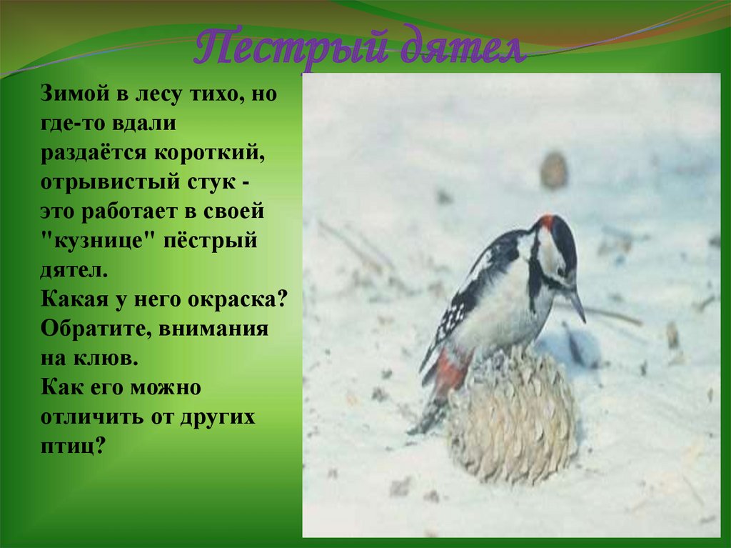 Пестрый дятел