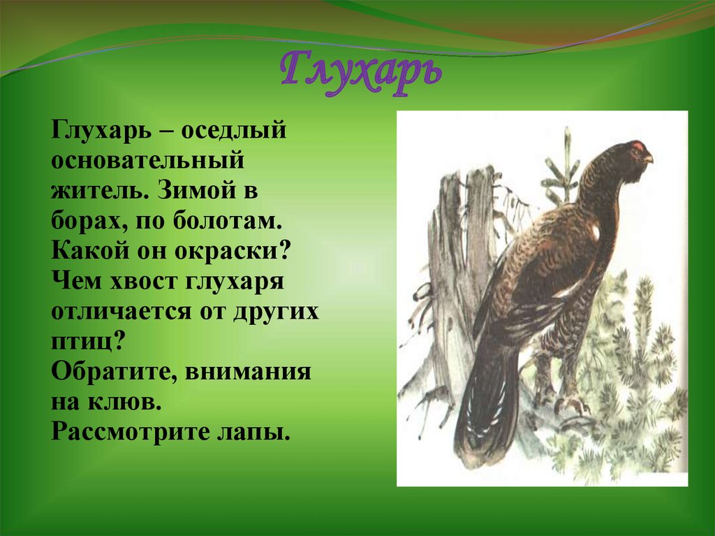 Глухарь читать. Глухарь интересные факты о птице. Глухарь описание. Глухарь доклад. Сообщение о Глухаре.