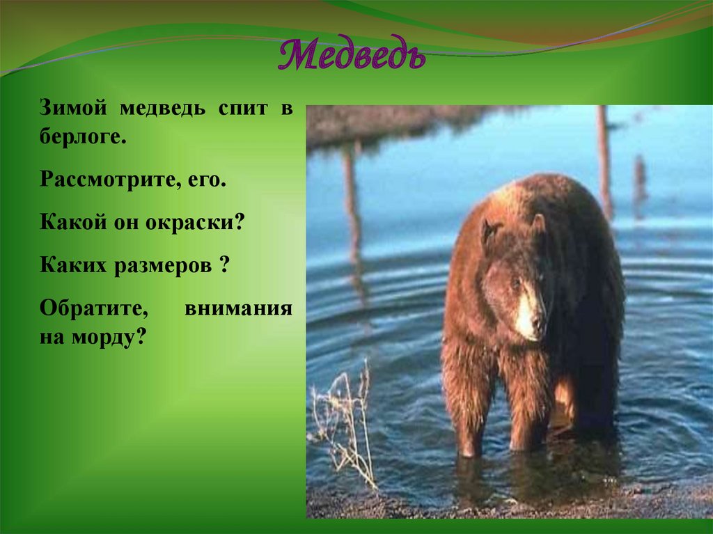 Медведь