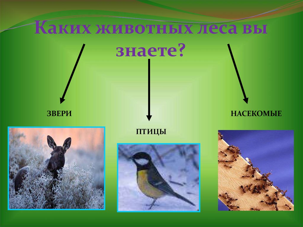 Какие изменения происходят весной в жизни зверей