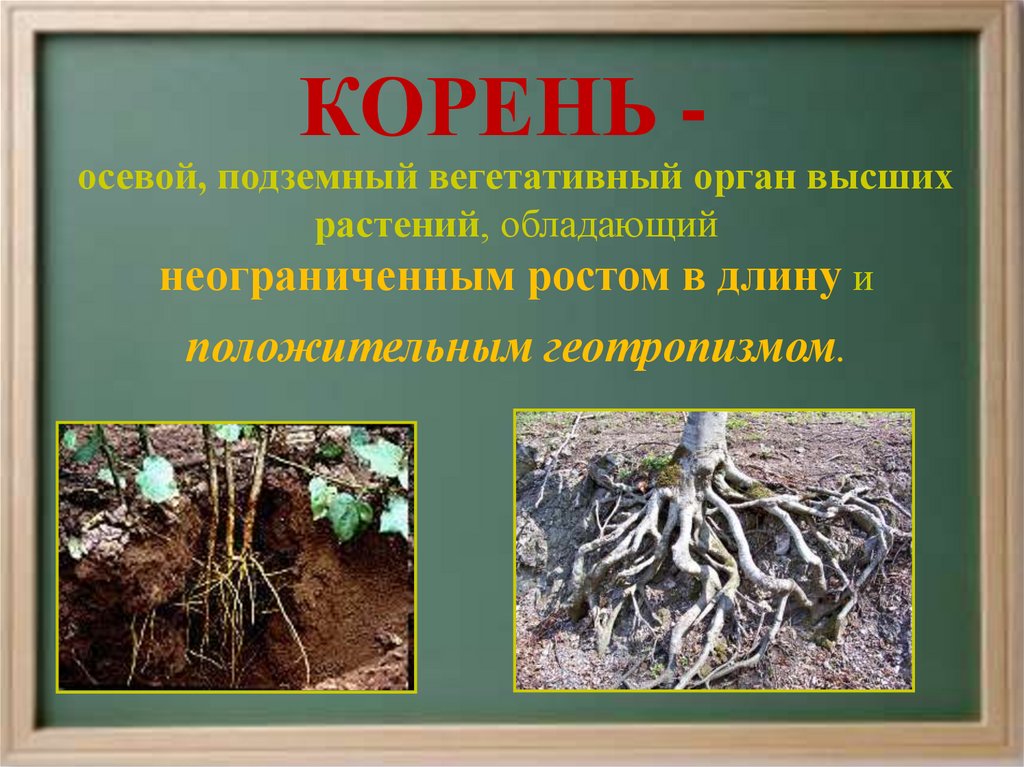 Отличить корень. Корень осевой вегетативный орган. Осевой подземный орган растения.. Корень и корневище. Корневище от корня.