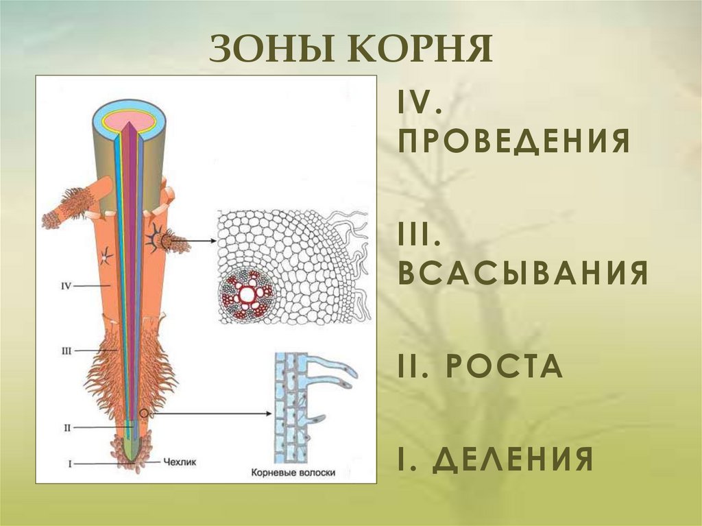 Какие зоны корня