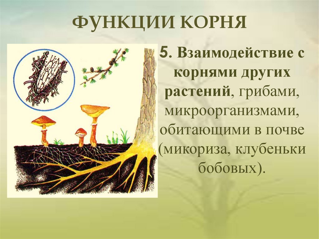Какие функции выполняют корни растений 6 класс. Функции корня. Основные функции корня. Функции корневища. Функции корня растений.