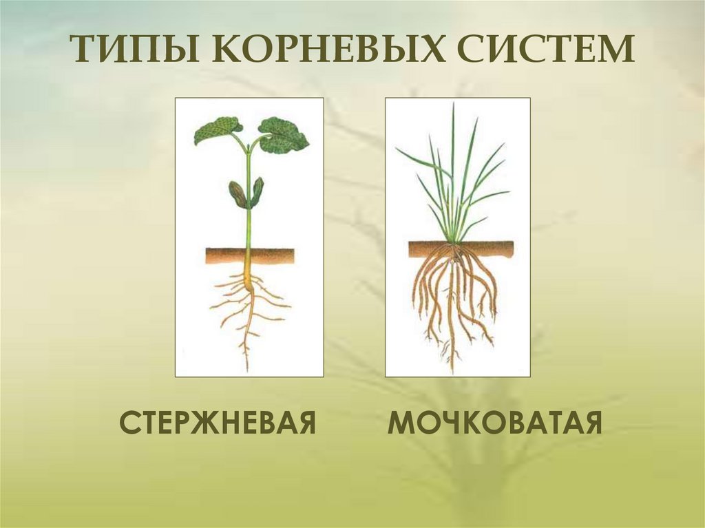 Какие существуют корни. Типы корневых систем стержневая и мочковатая. Мочковатая корневая система это в биологии 6 класс. Корни стержневые и мочковатые ,корнеплоды,. Корневая и мочковатая корневая система.