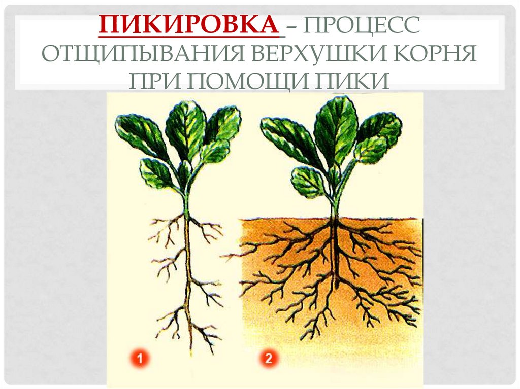 Пикировка рисунок по биологии