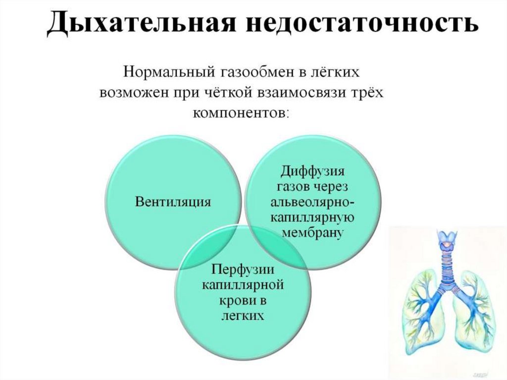 Органы дыхания классификация