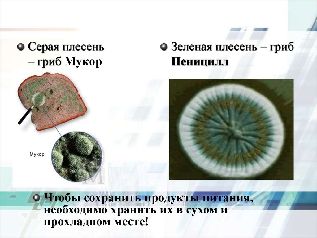 Плесневые грибы презентация биология 5 класс