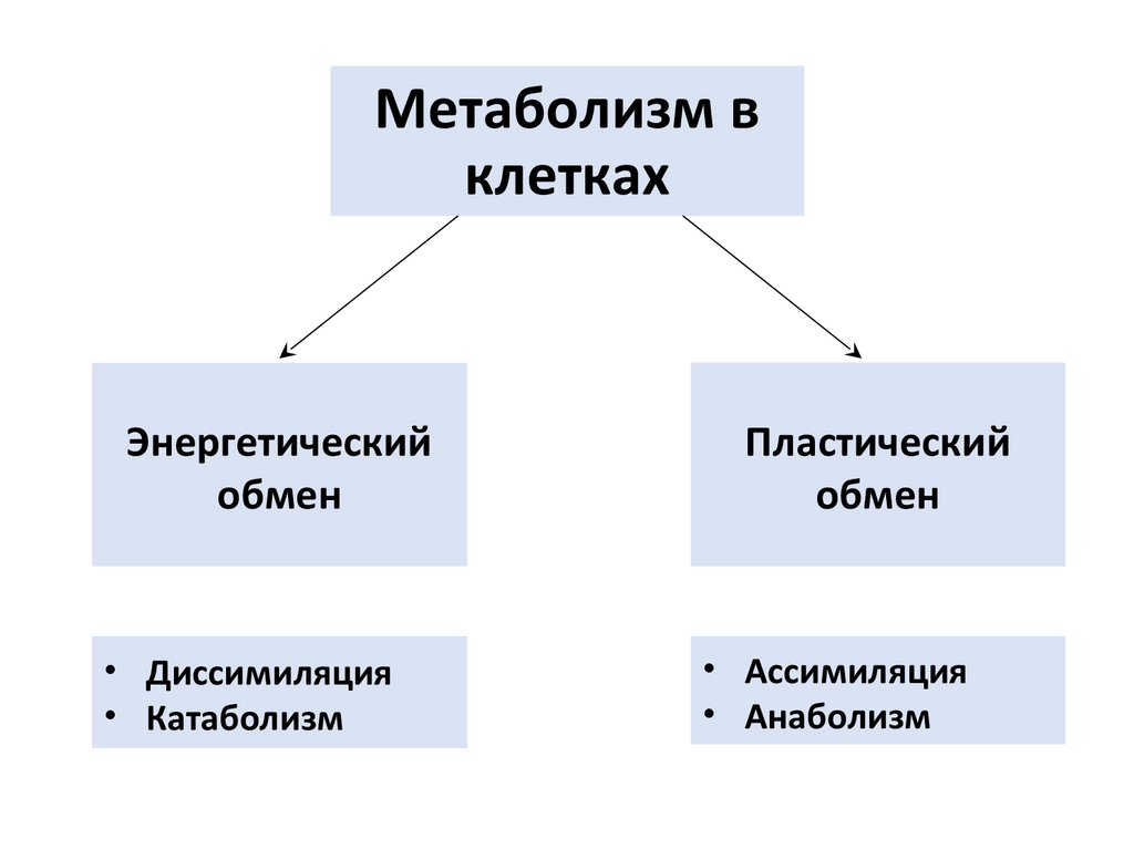 По способу питания являются