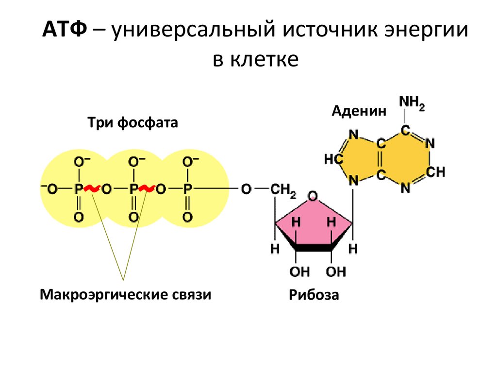 Атф групп. Макроэргические связи в молекуле АТФ. Строение АТФ макроэргические связи. Схема строения АТФ макроэргические связи.
