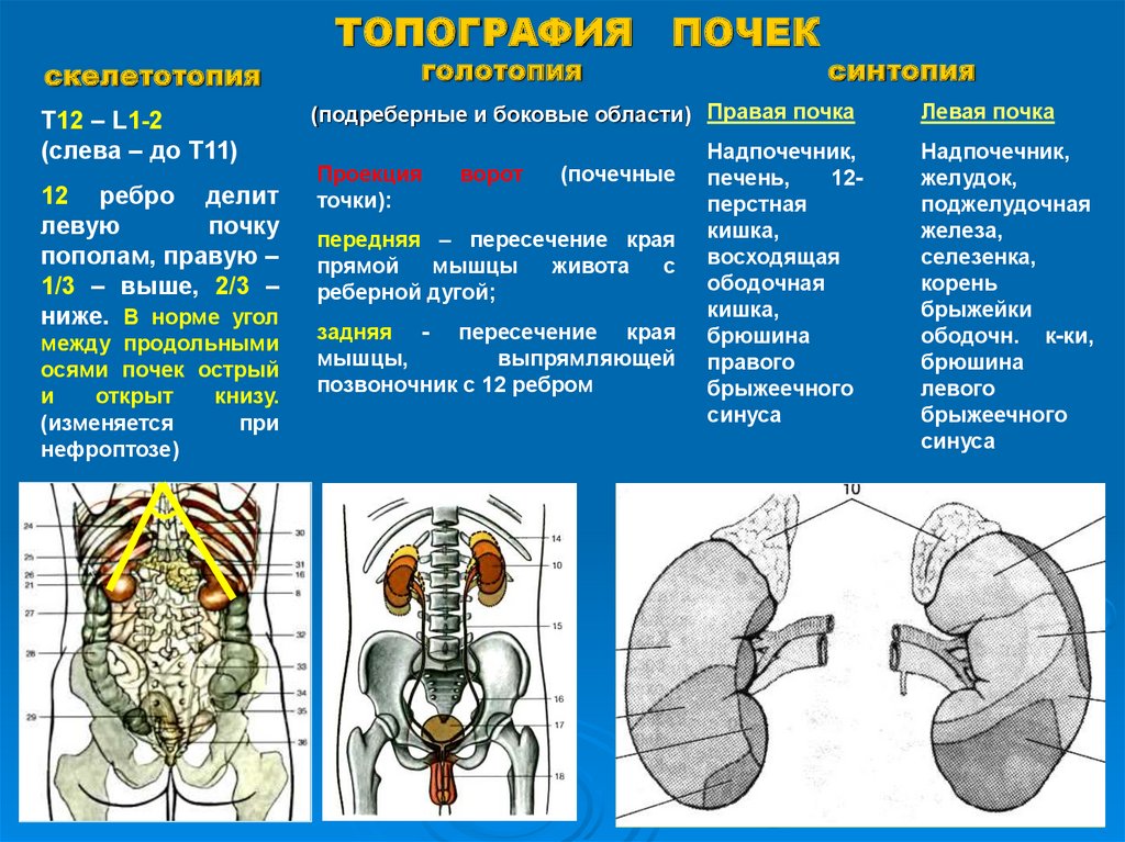 Топография почек