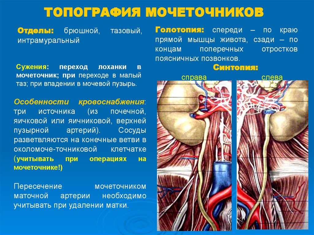 Что входит в забрюшинное пространство