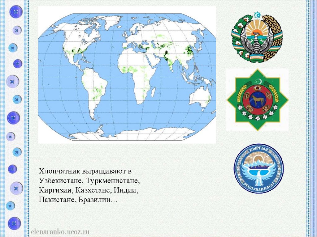 Хлопчатник выращивают в Узбекистане, Туркменистане, Киргизии, Казхстане, Индии, Пакистане, Бразилии…