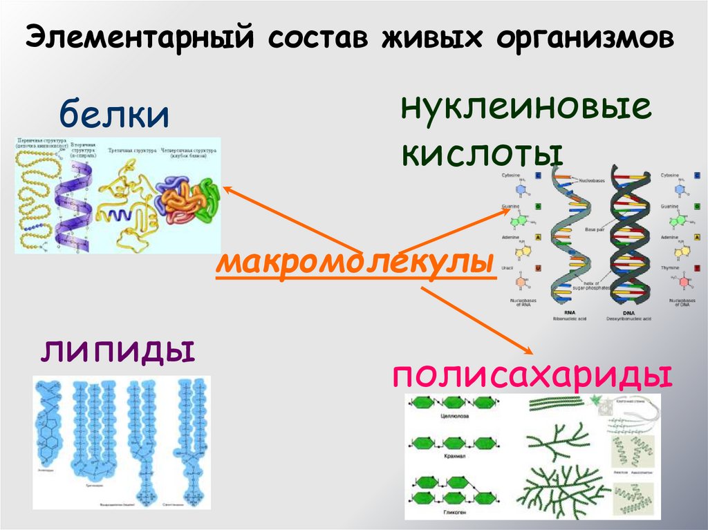 Клеточный уровень организации живых организмов