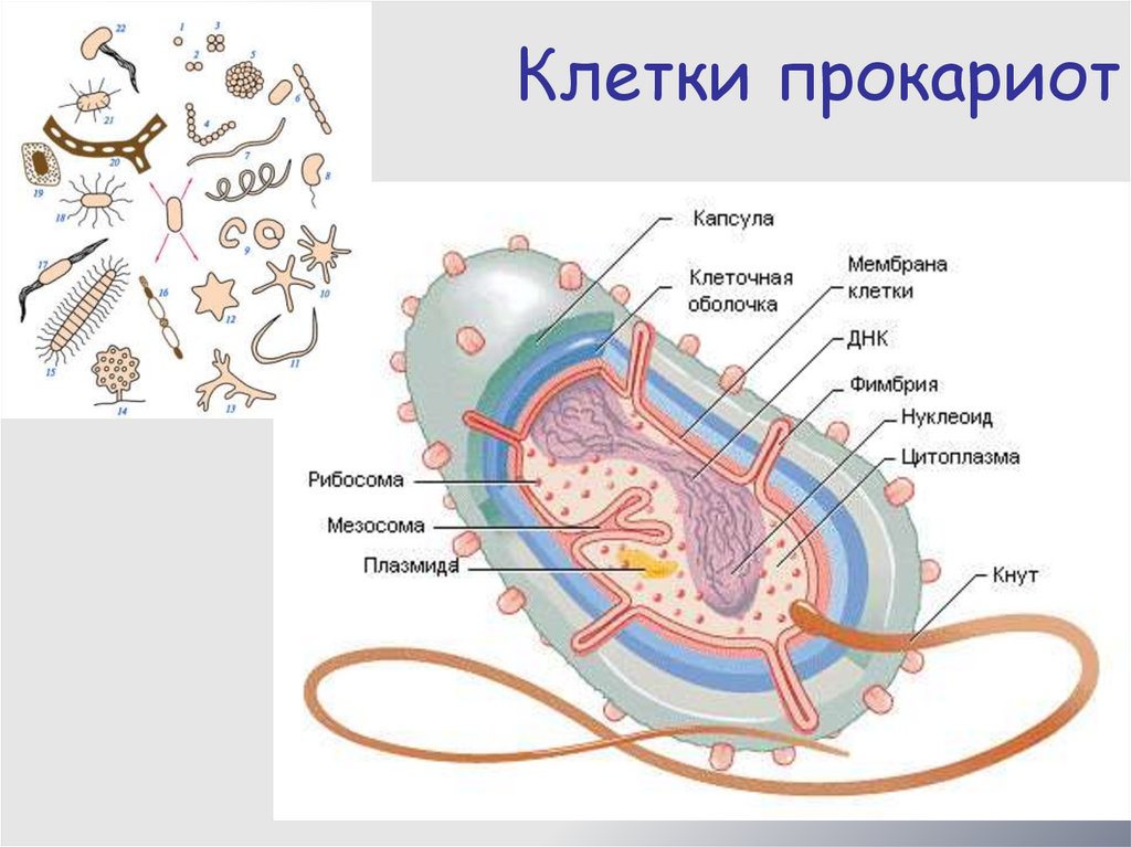 Клетку бактерии относят к группе прокариот