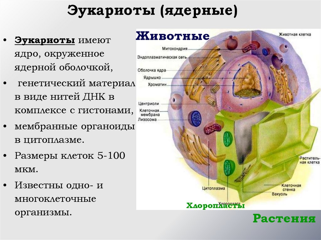 Клеточная организация клетки