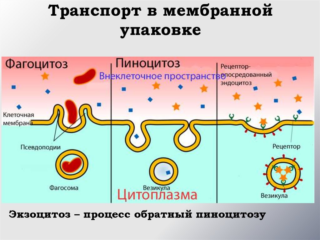 Фагоцитоз эукариоты