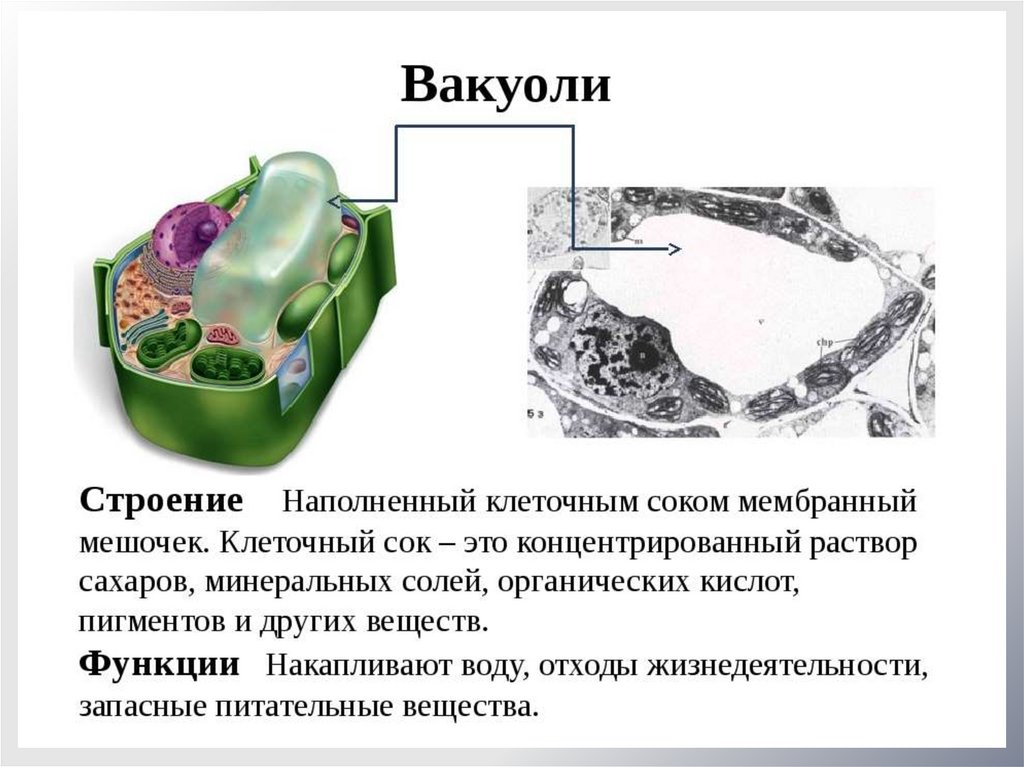 Клеточный сок раствор. Строение вакуолей у эукариотической клетки. Вакуоли строение и функции. Вакуоль растительной клетки строение и функции. Функции вакуоли в растительной клетке.