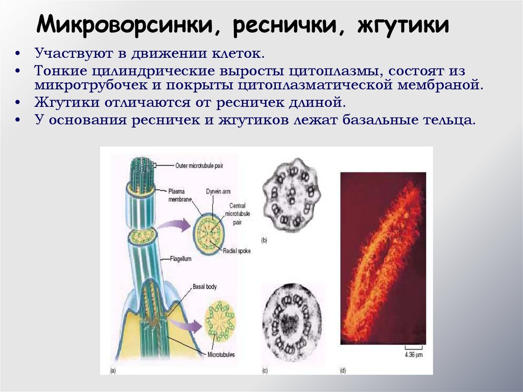 Принципы клеточной организации